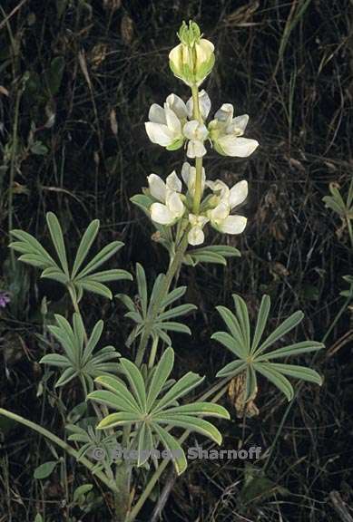 lupinus microcarpus var densiflorus 1 graphic